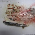 写真: 2014-03-02謎の深海魚を食す！！ (1)