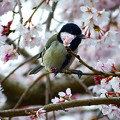 桜＆シジュウカラ　（865）