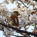 写真: 桜＆シメ　（043）