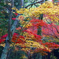 写真: 宝福寺の紅葉（441）