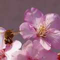 蜜蜂&amp;桜　（322）