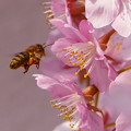 写真: 蜜蜂&桜　（336）