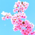 写真: 河津桜　（419）