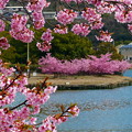 河津桜　（484）