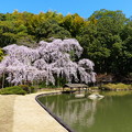 写真: 曹源寺の枝垂桜（302）