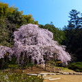 曹源寺の枝垂桜（246）