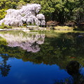 写真: 曹源寺の枝垂桜（290）