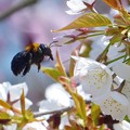 写真: 蜂&桜　（748）