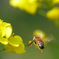 写真: 蜂&菜の花　（893）