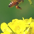 写真: 蜂&菜の花　（850）