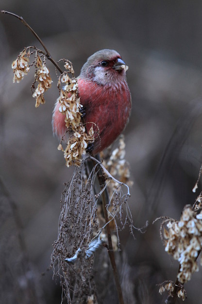 写真: 赤い鳥 春寒の候 2014