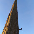 写真: 那須で見つけた木の電柱
