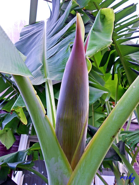 写真: 宮崎バナナの花芽