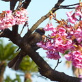 桜の花を食べる鳥