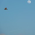 写真: 月と鳥と飛行機雲