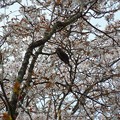 上米公園の満開の桜とヒヨドリ