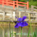 写真: 菖蒲の花と橋