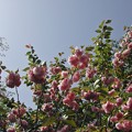 写真: ピンクの八重桜