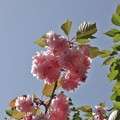写真: ピンクの八重桜
