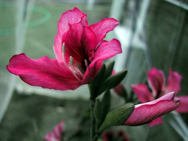 写真: バウヒニアの花