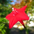 写真: ルコウソウの花