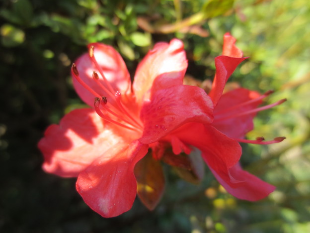 写真: 椎八重公園の花