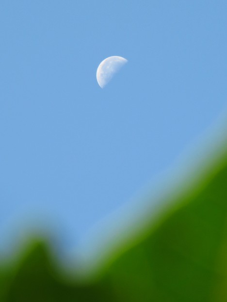 写真: パパイアの葉と半月
