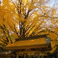 屋根を飾る黄葉