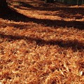 写真: 落ち葉の絨毯