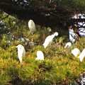 写真: 白鷺のコロニー