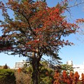 写真: 松の木の赤い実