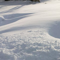 写真: 雪と防風林