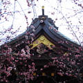 写真: 13.02.26.北野神社（文京区）