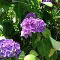 写真: 紫陽花・飛鳥の小径・飛鳥山公園16