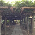 写真: 久伊豆神社（越谷市）