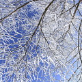 写真: 青空と樹氷