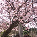 写真: 京北、黒田の百年桜、満開で...