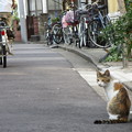 写真: 下町の猫