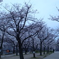 2013.3.29 大阪城の桜