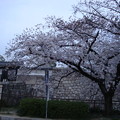 2013.3.29 大阪城の桜