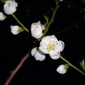 2014.3.14  大坂城桃園は２本だけ咲いていました