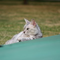 写真: リラックス・・・野良猫。