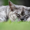 写真: 完全爆睡・・・野良猫。