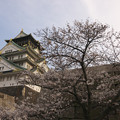 大阪城　桜　2008　0011