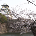 大阪城　桜　2008　0016