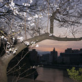 大阪城　桜　2008　0022