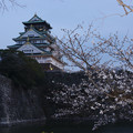 写真: 大阪城　桜　2008　0023