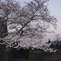 大阪城　桜　2008　0025