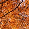〜オレンジな秋〜