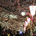 写真: 〜かまぼこ桜祭〜